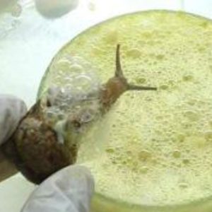 Bave d&rsquo;Escargots Pure 60ml