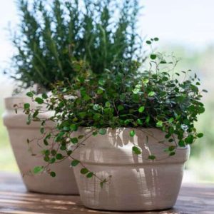 Pot Santiago, Différentes Tailles | Gommaire